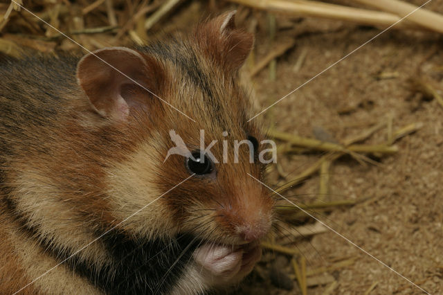black-bellied hamster (Cricetus cricetus)