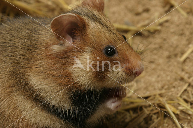 black-bellied hamster (Cricetus cricetus)