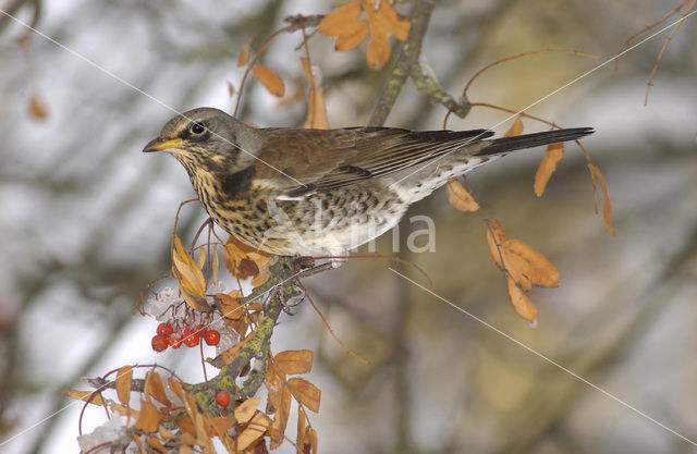 Fieldfare (Turdus pilaris)