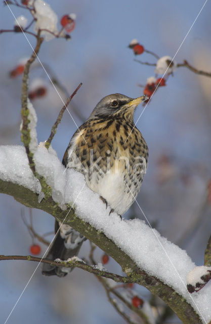 Fieldfare (Turdus pilaris)