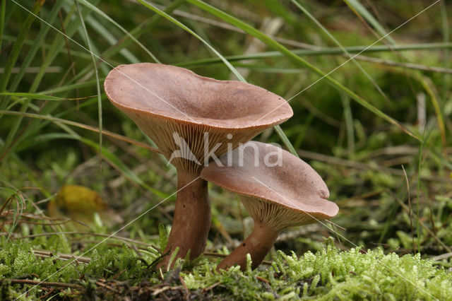 Kruidige melkzwam (Lactarius camphoratus)