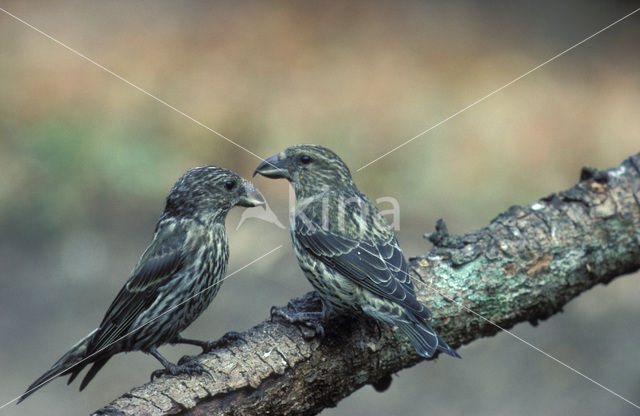 Red Crossbill (Loxia curvirostra)