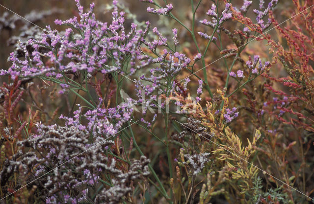 Common Sea Lavender (Limonium vulgare)
