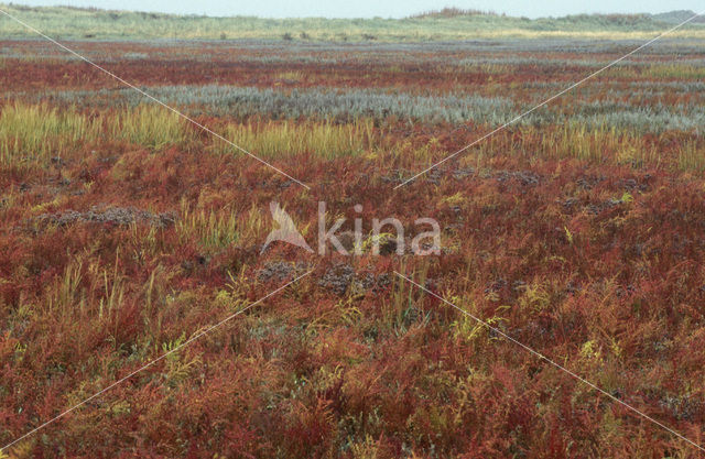 Lamsoor (Limonium vulgare)