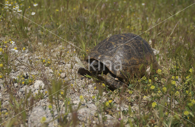 Tortoise (Testudo spec.)