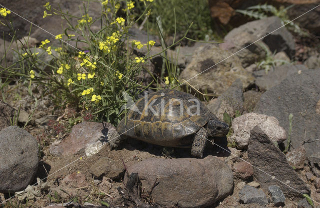 Landschildpad spec. (Testudo spec.)