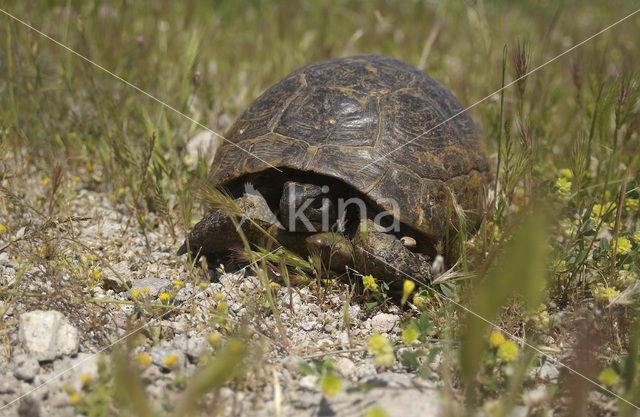 Landschildpad spec. (Testudo spec.)