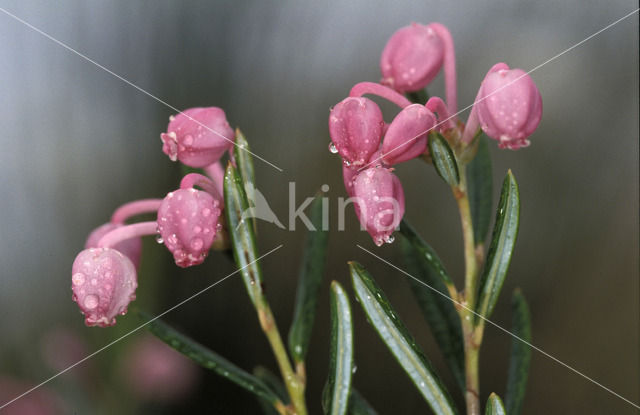 Bog-rosemary (Andromeda polifolia)