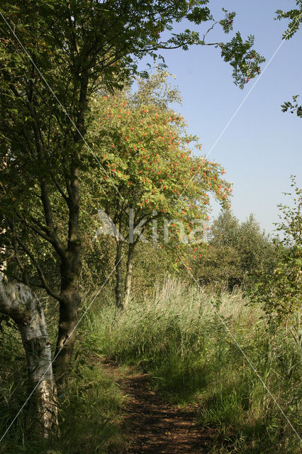 Moutain Ash (Sorbus)