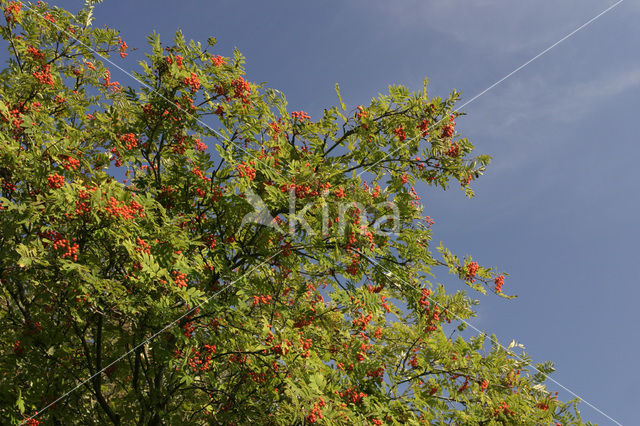 Moutain Ash (Sorbus)