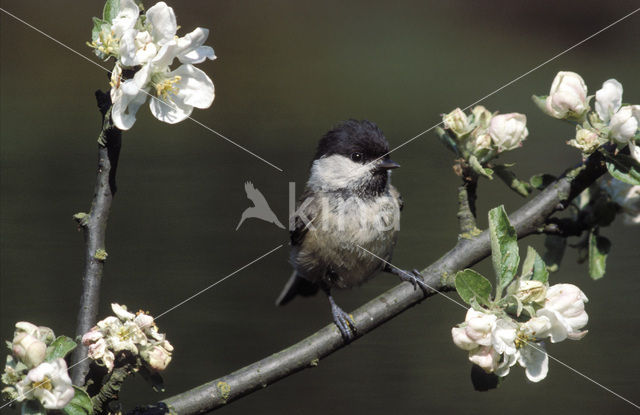 Matkop (Parus montanus)