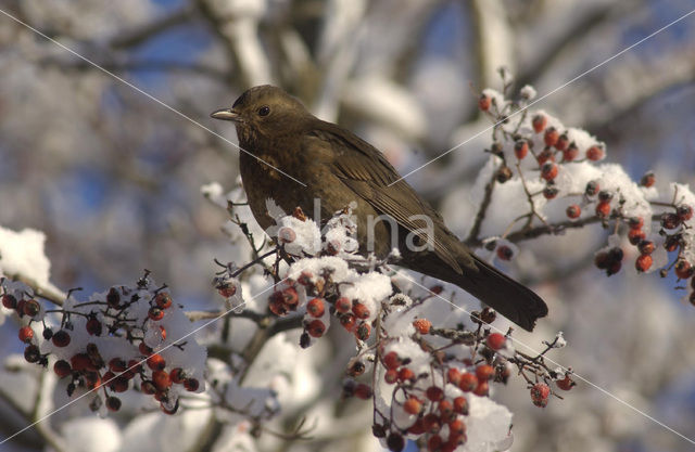 Eurasian Blackbird (Turdus merula)