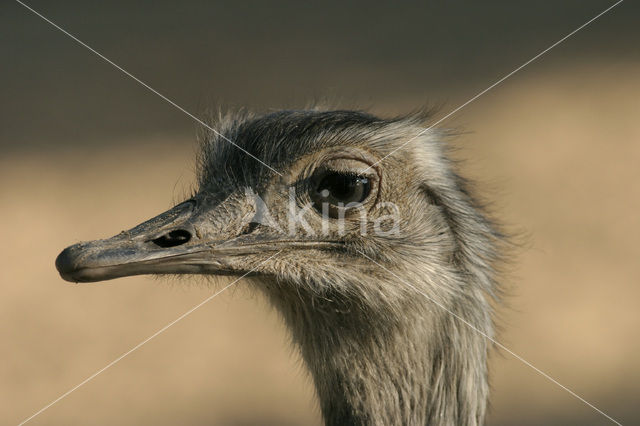 Nandoe (Rhea americana)