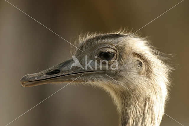 Nandoe (Rhea americana)