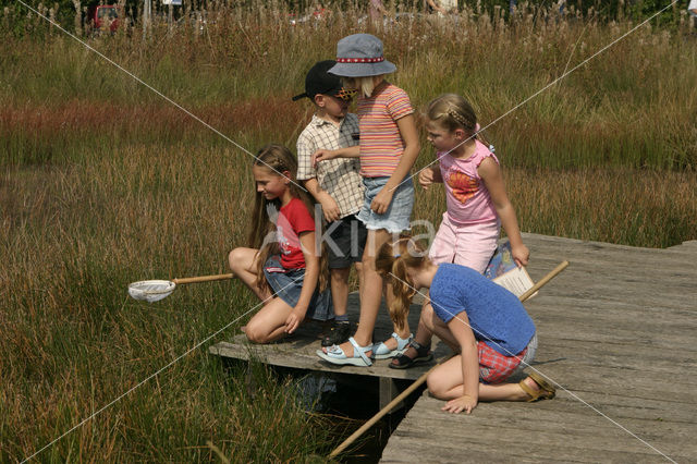 National Park Dwingelderveld