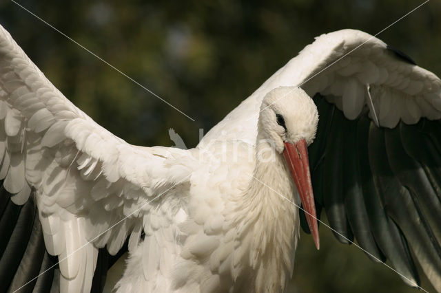 White Stork (Ciconia ciconia)