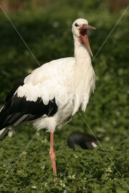 White Stork (Ciconia ciconia)