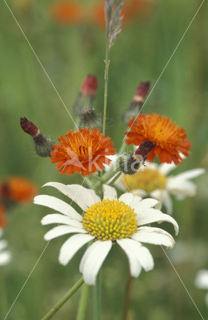 Oranje havikskruid (Hieracium aurantiacum)