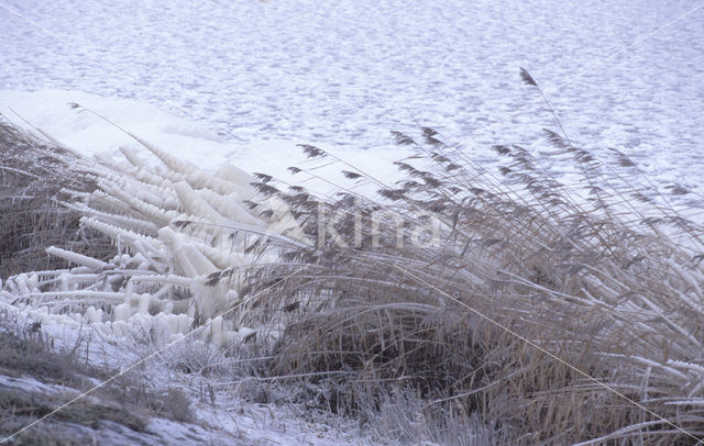 Common Reed (Phragmites australis)
