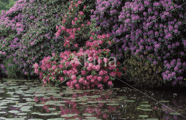 Rododendron (Rhododendron)