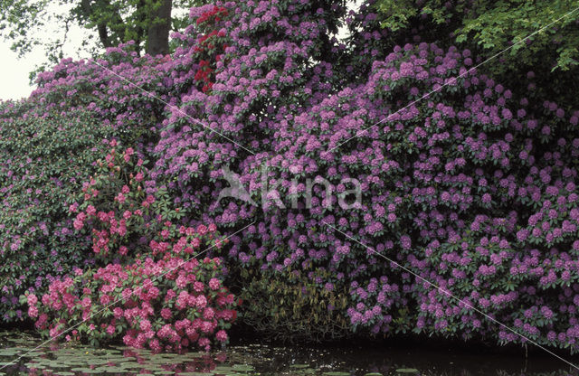 Rododendron (Rhododendron)