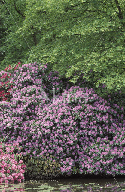 Rododendron (Rhododendron)