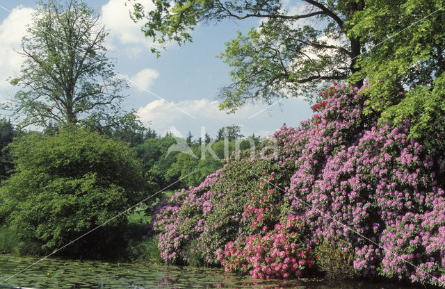 Rhododendron