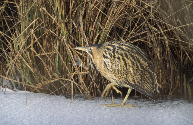 Bittern (Botaurus stellaris)