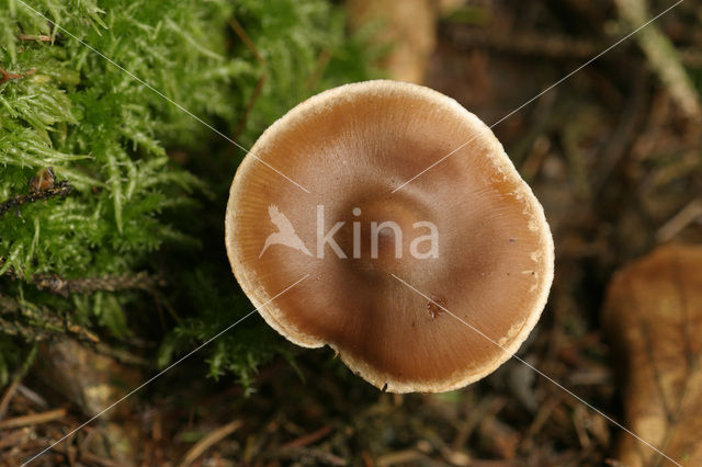 Butter Cap (Collybia butyracea var. butyracea)