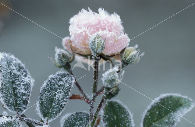 Rose (Rosa)
