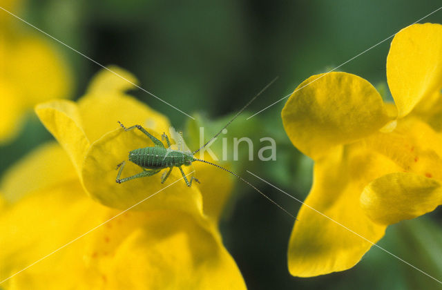 Bush-cricket (Tettiginia spec.)