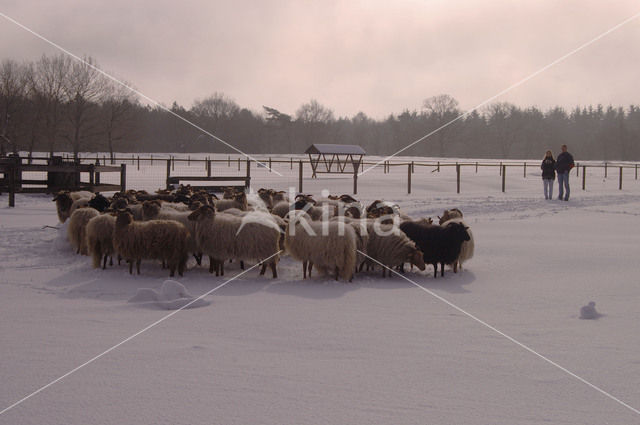 Schaap (Ovis domesticus)