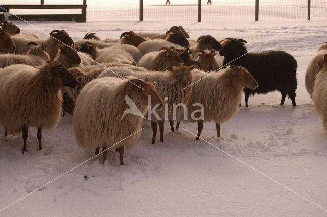 Sheep (Ovis domesticus)