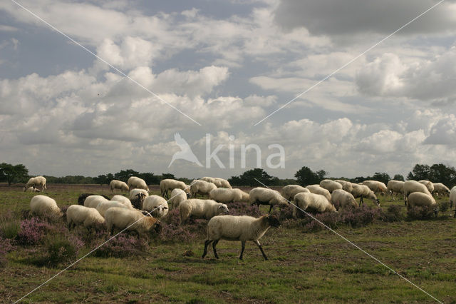 Schoonebeeker schaap (Ovis domesticus)