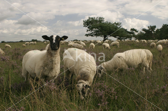 Schoonebeeker schaap (Ovis domesticus)