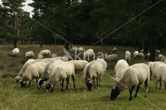 Schoonebeeker schaap (Ovis domesticus)