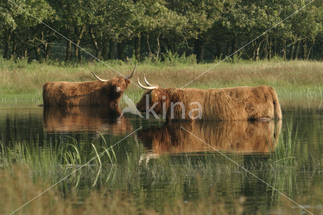 Highland Cow (Bos domesticus)