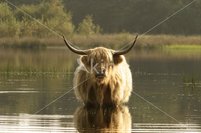 Highland Cow (Bos domesticus)