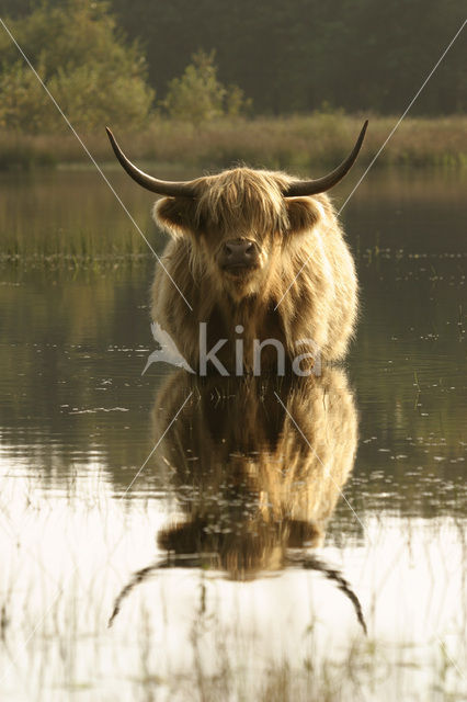 Highland Cow (Bos domesticus)