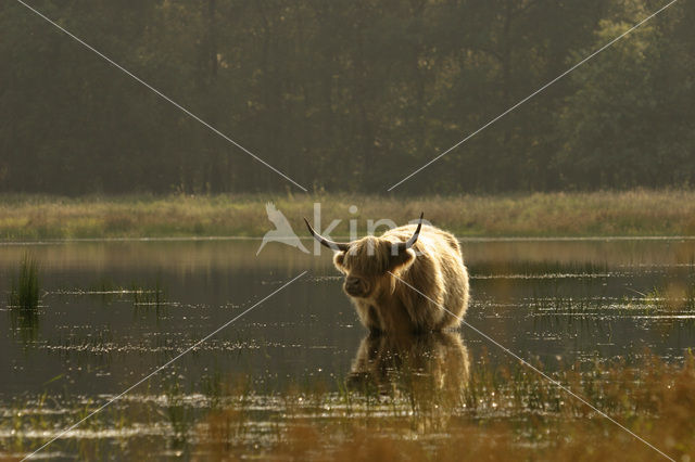 Highland Cow (Bos domesticus)