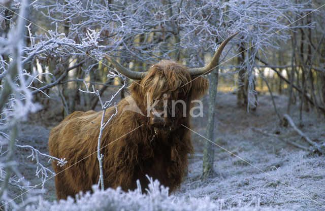 Highland Cow (Bos domesticus)