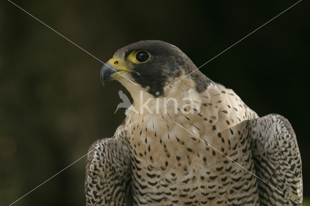 Slechtvalk (Falco peregrinus)