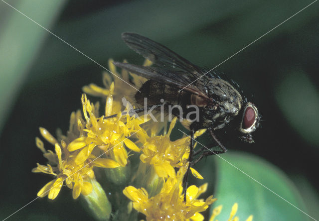 stable fly (Stomoxys calcitrans)