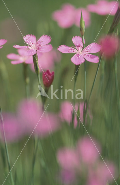 Maiden Pink (Dianthus deltoides)