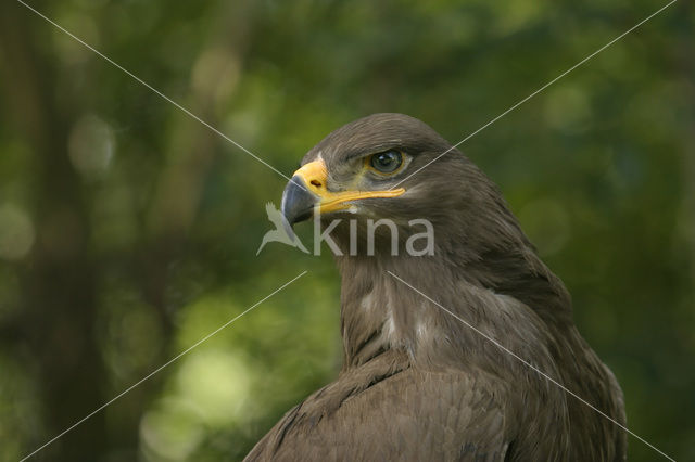 Steppe eagle (Aquila nipalensis)