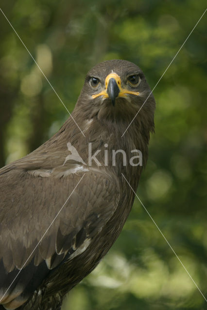 Steppe eagle (Aquila nipalensis)