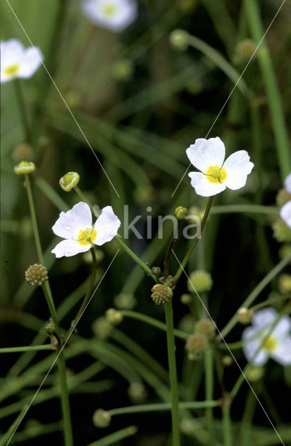 Stijve moerasweegbree (Echinodorus ranunculoides)