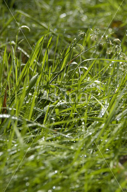 Annual Blue Grass (Poa annua)