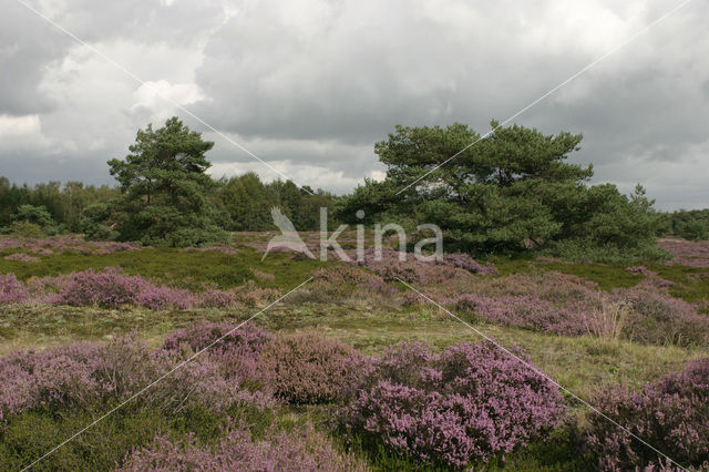 Heather