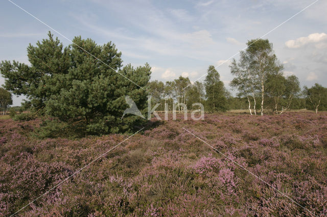 Heather